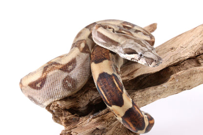 Hypo Colombian Boa