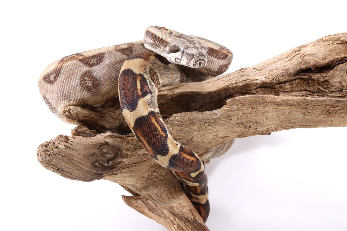 Hypo Colombian Boa