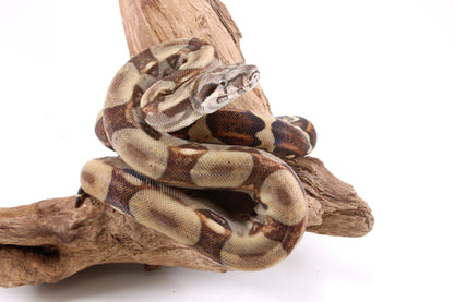 Hypo Colombian Boa