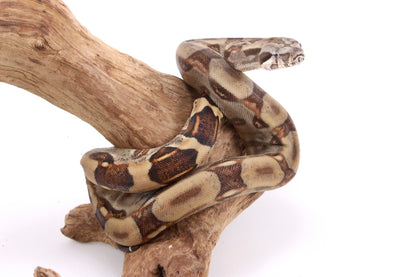 Hypo Colombian Boa