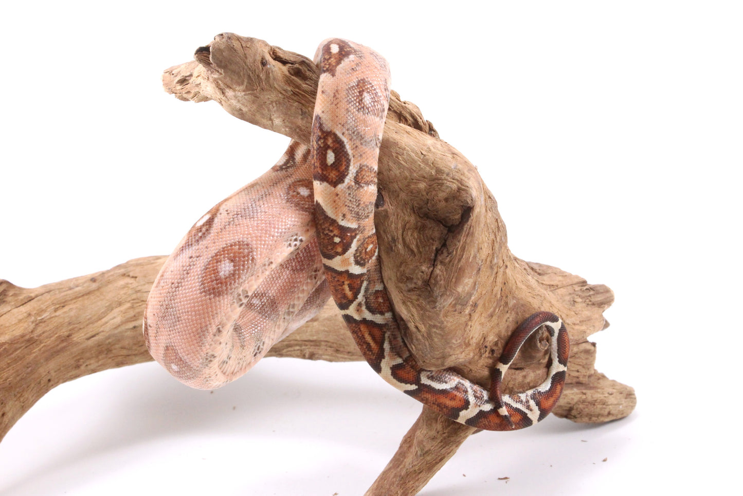 Hypo Colombian Boa