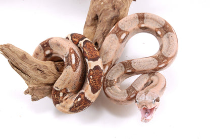 Hypo Colombian Boa