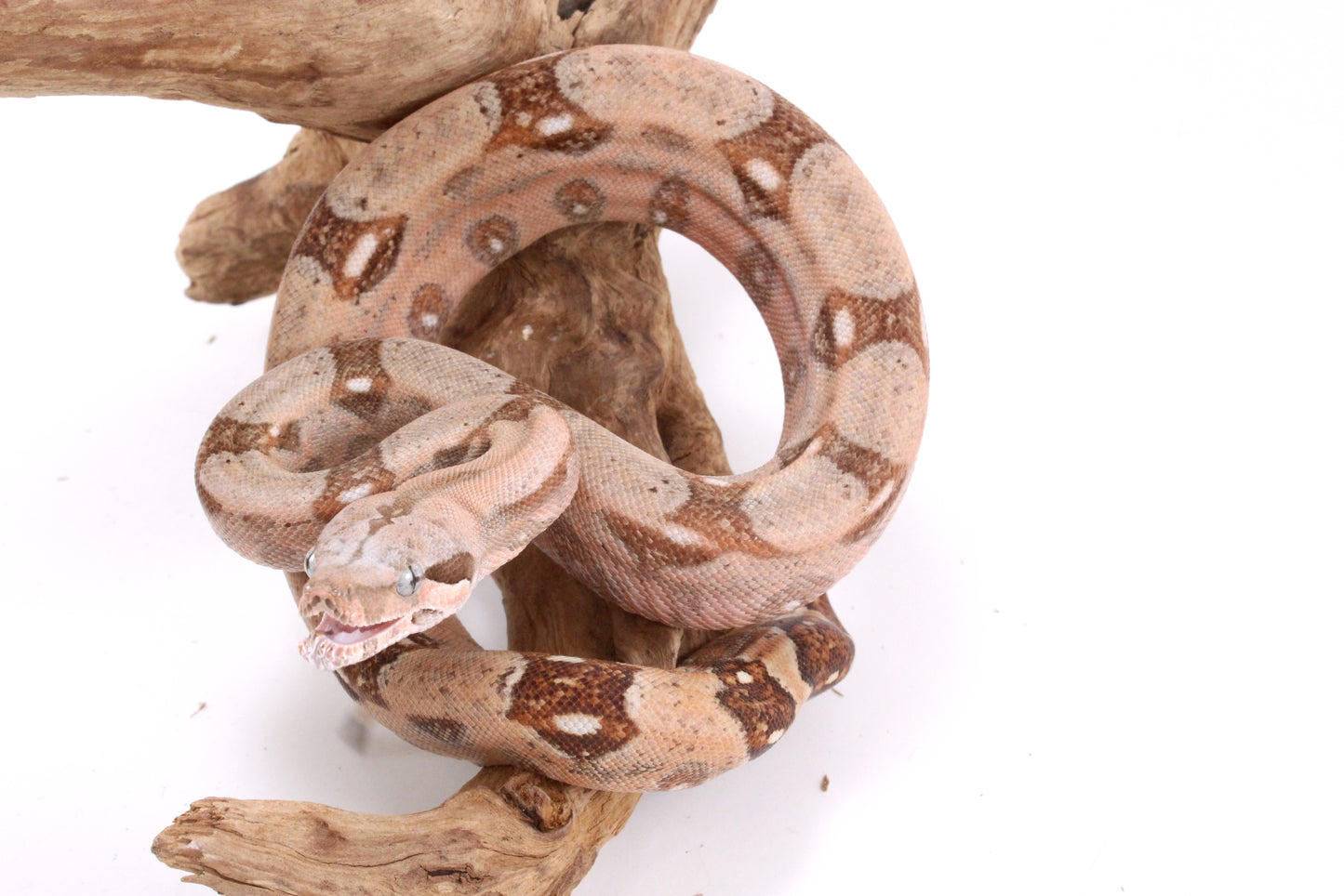 Hypo Colombian Boa