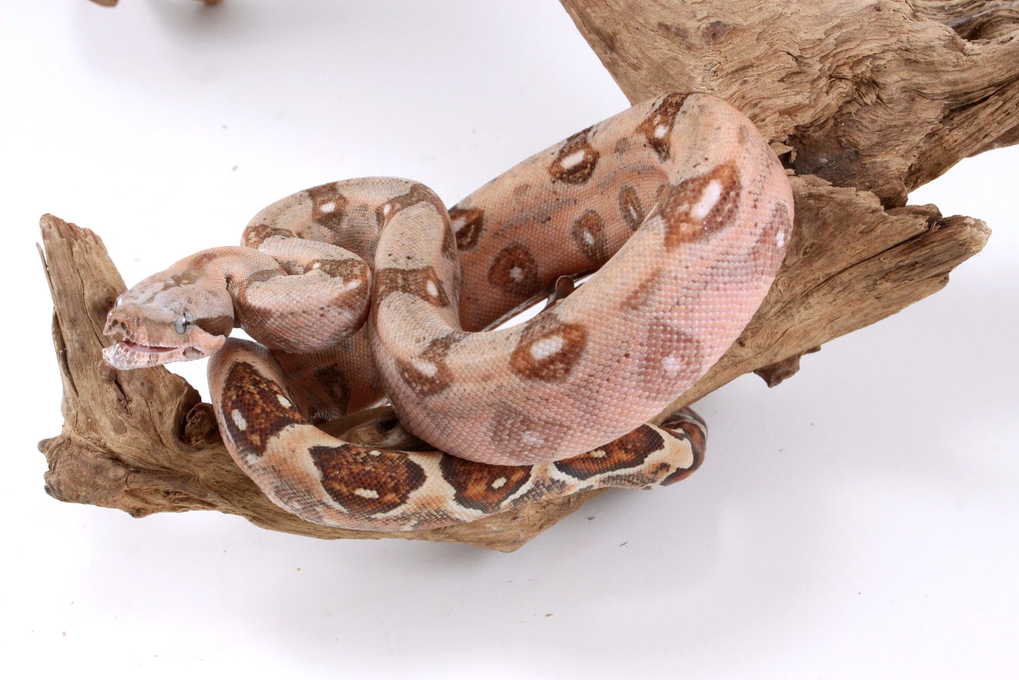 Hypo Colombian Boa