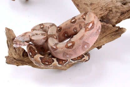 Hypo Colombian Boa