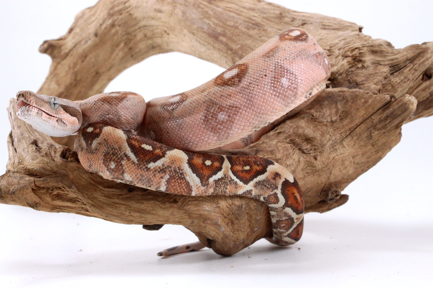 Hypo Colombian Boa