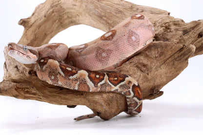Hypo Colombian Boa