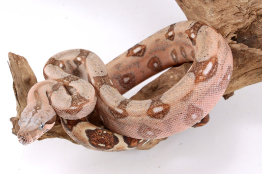 Hypo Colombian Boa