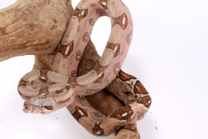 Hypo Colombian Boa