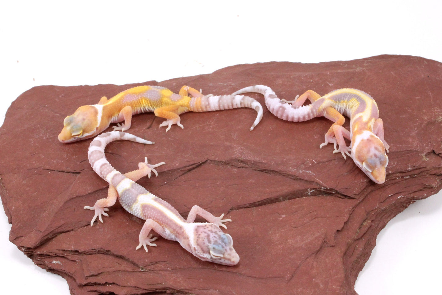 Galaxy Patternless Albino Leopard Gecko