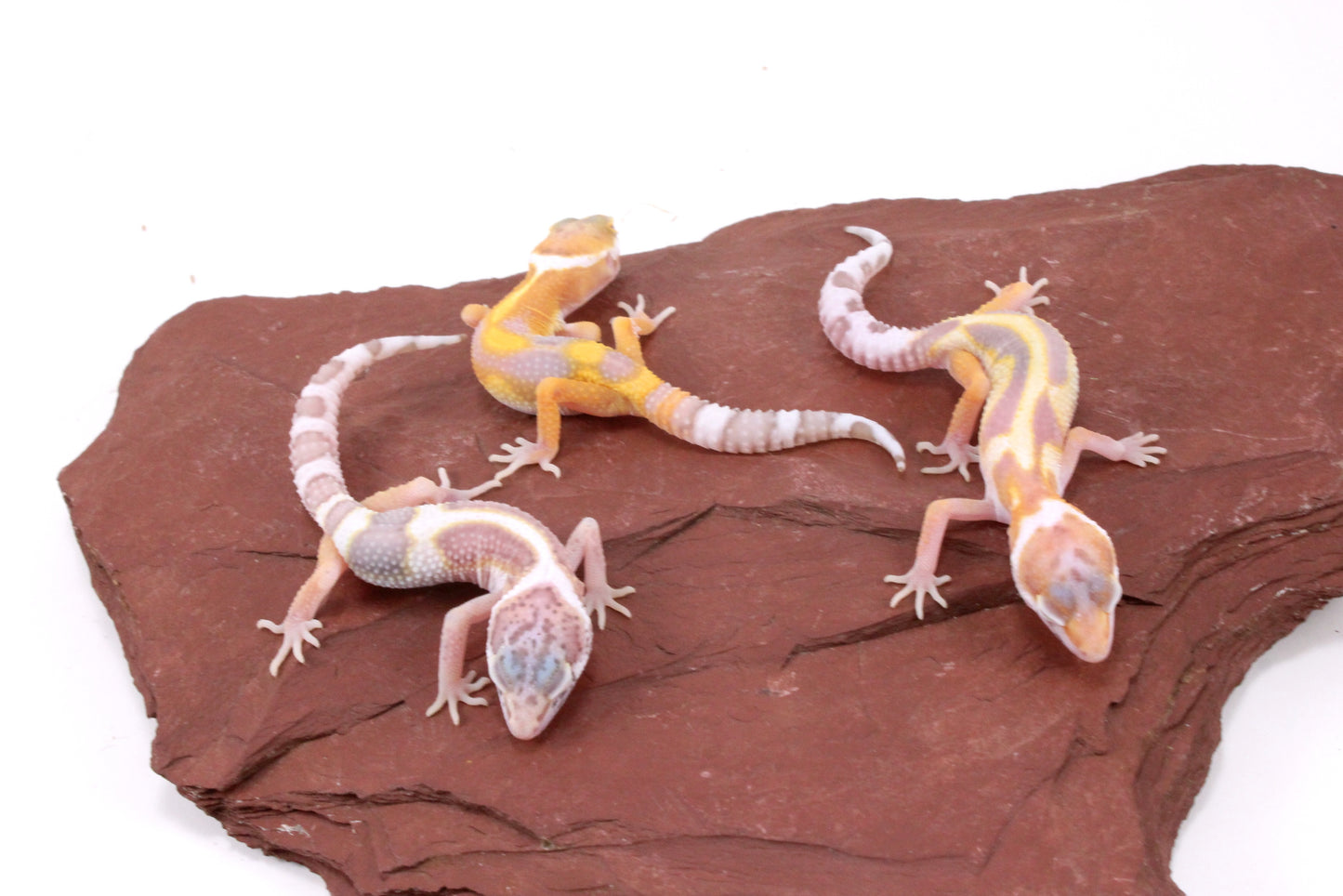 Galaxy Patternless Albino Leopard Gecko
