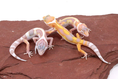 Galaxy Patternless Albino Leopard Gecko