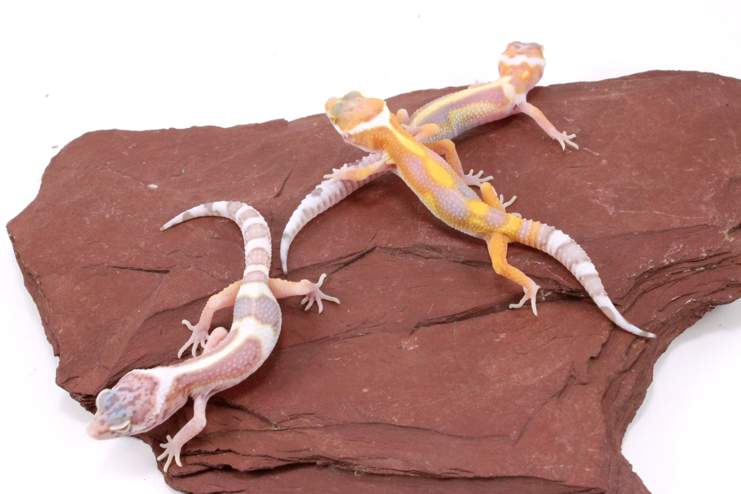 Galaxy Patternless Albino Leopard Gecko