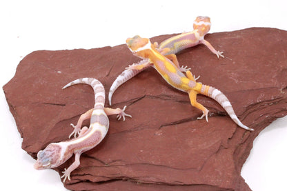 Galaxy Patternless Albino Leopard Gecko
