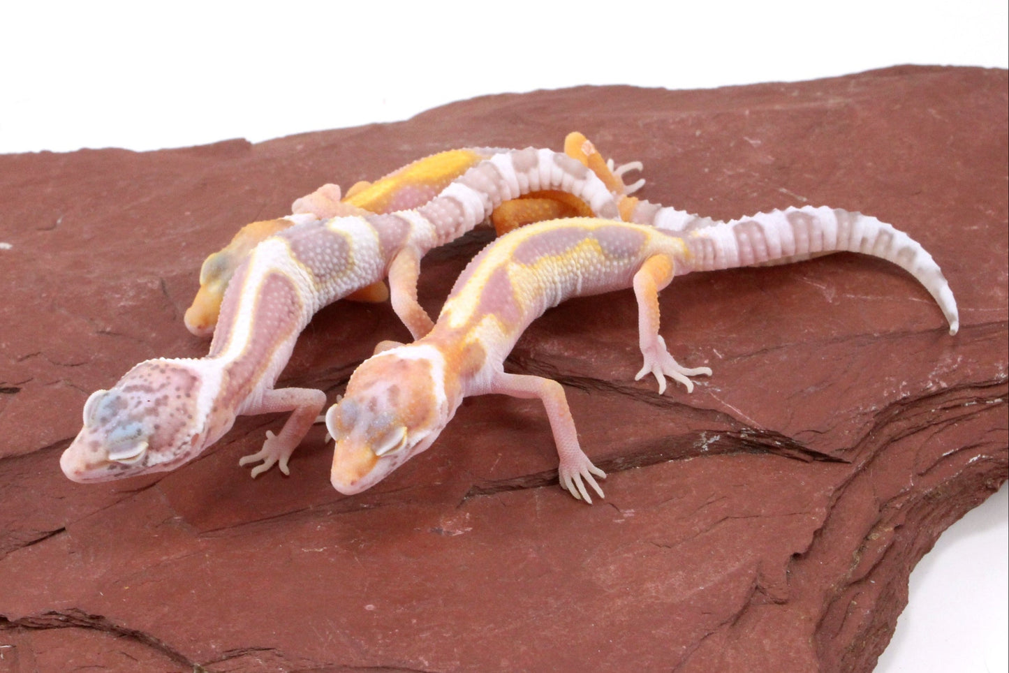 Galaxy Patternless Albino Leopard Gecko