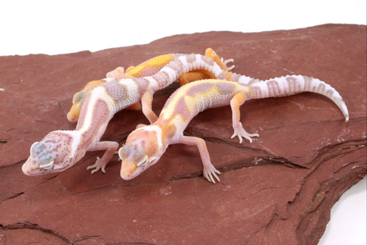 Galaxy Patternless Albino Leopard Gecko