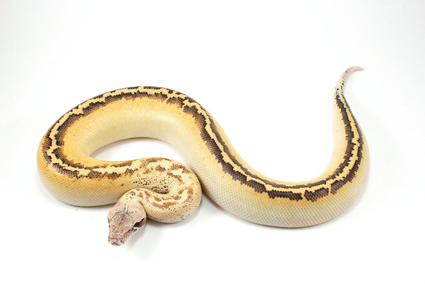 Ivory Blood Python