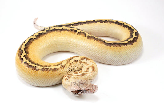 Ivory Blood Python