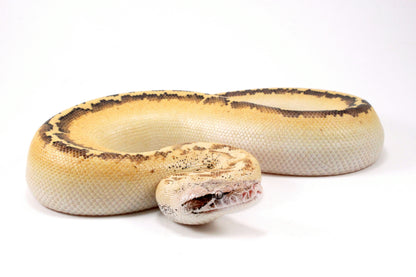 Ivory Blood Python