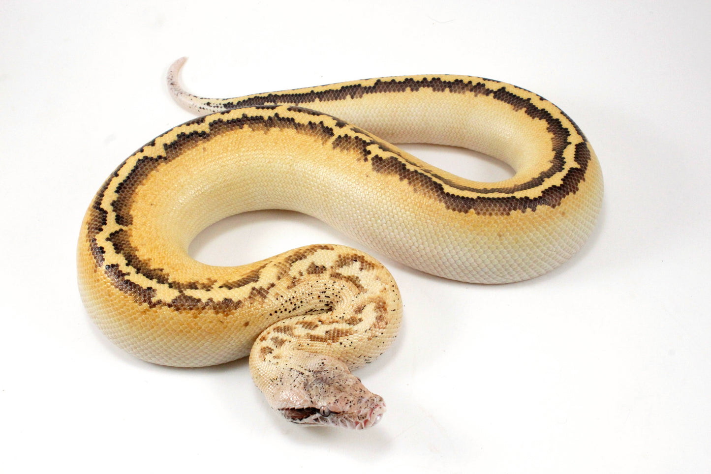 Ivory Blood Python