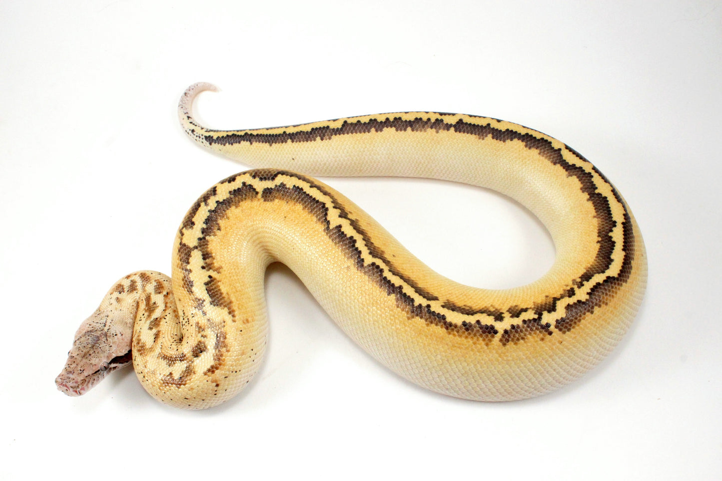 Ivory Blood Python