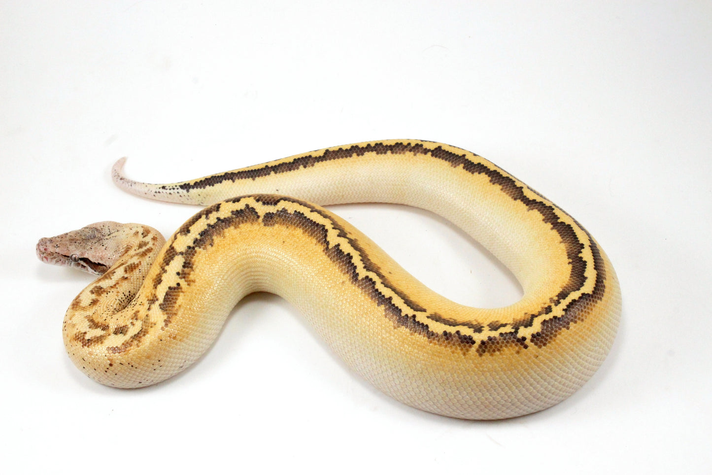 Ivory Blood Python
