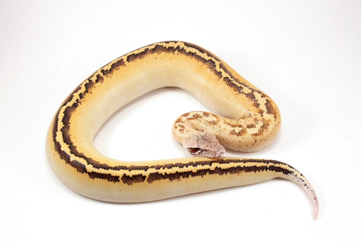 Ivory Blood Python