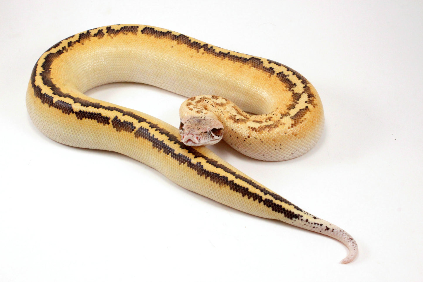 Ivory Blood Python