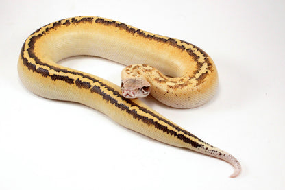 Ivory Blood Python
