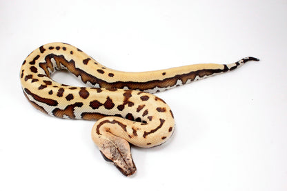 Golden Eye Blood Python