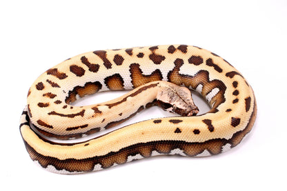 Golden Eye Blood Python