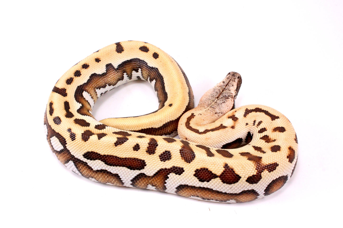 Golden Eye Blood Python