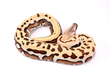 Golden Eye Blood Python