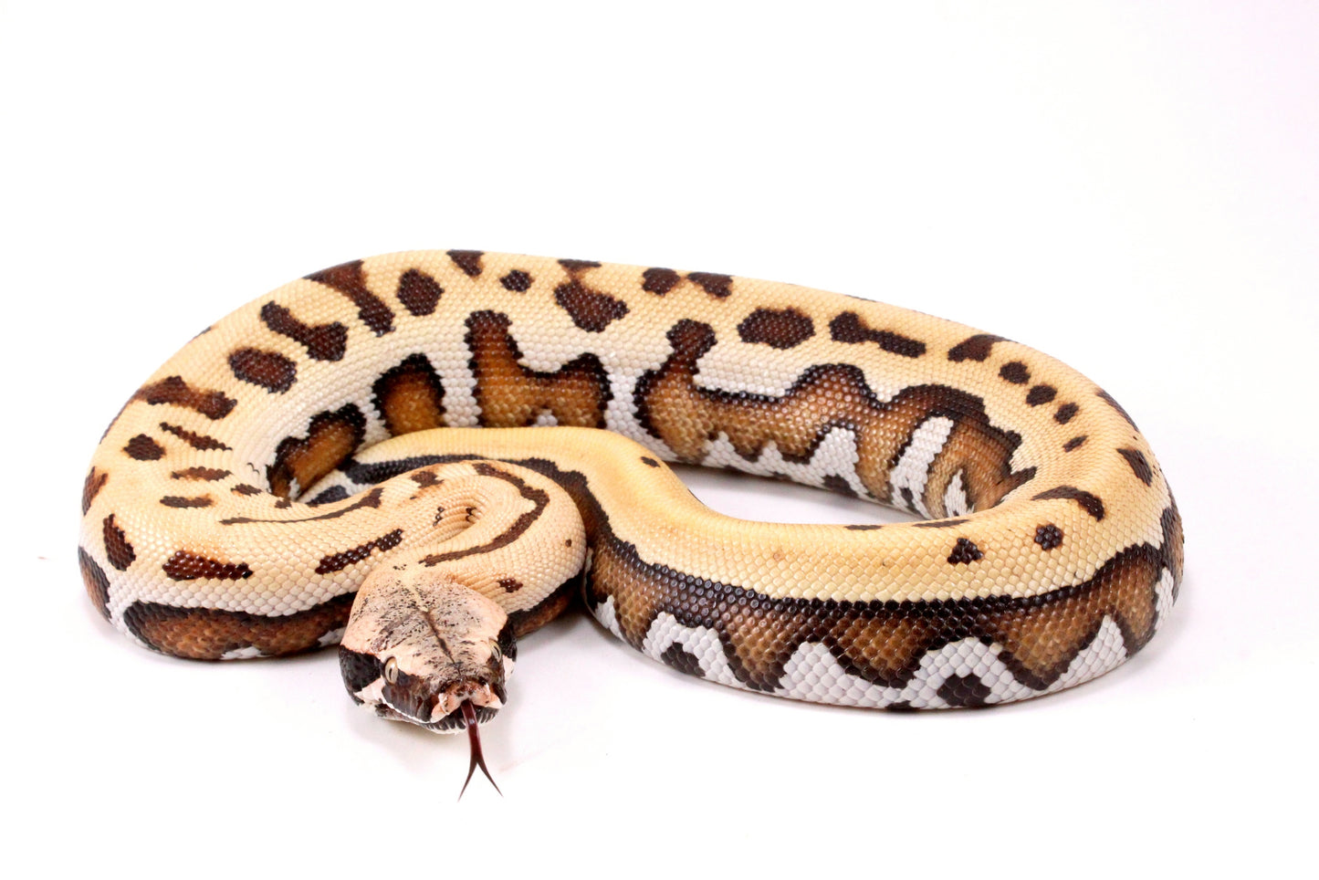 Golden Eye Blood Python