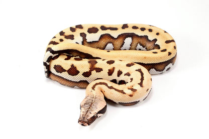 Golden Eye Blood Python
