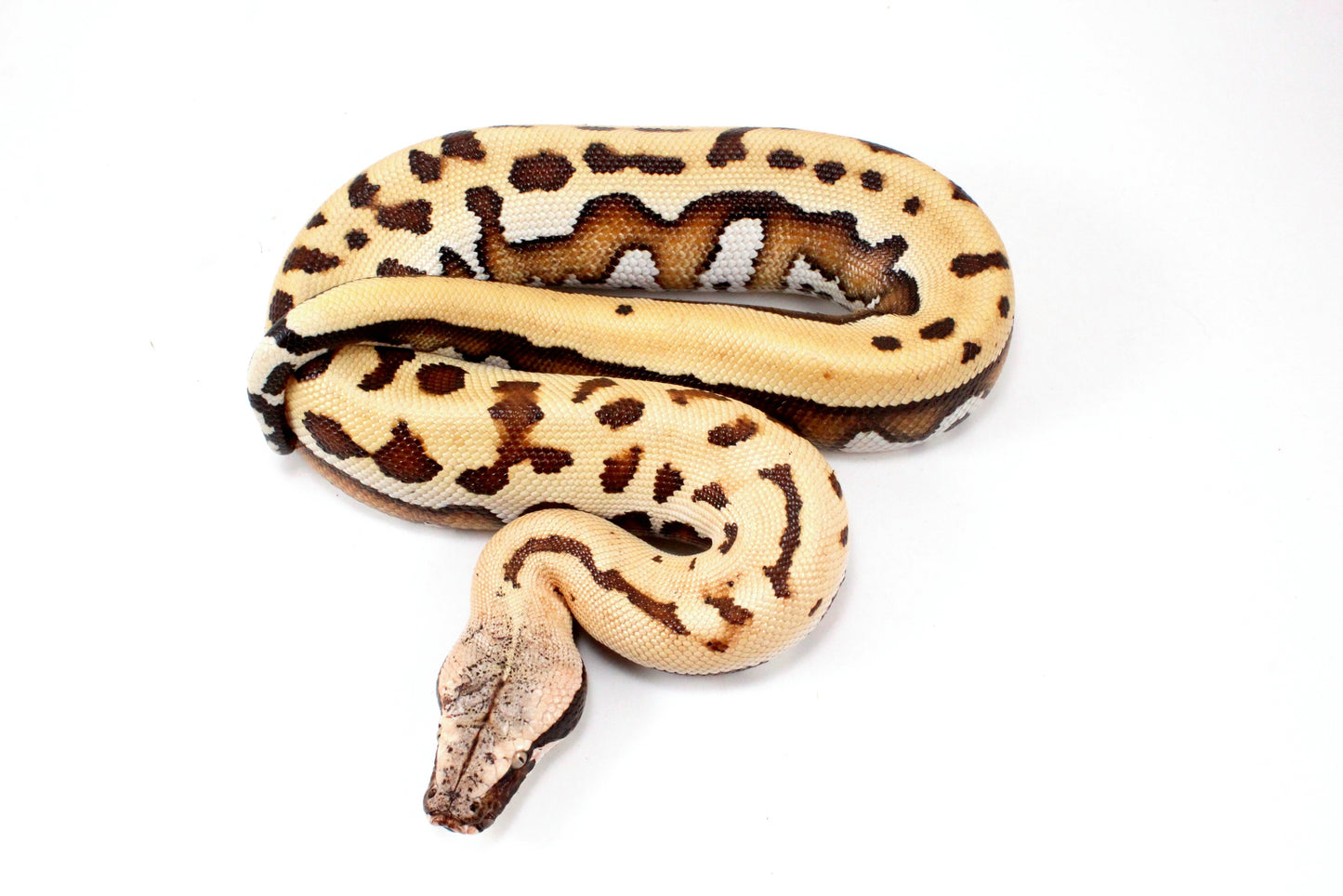 Golden Eye Blood Python