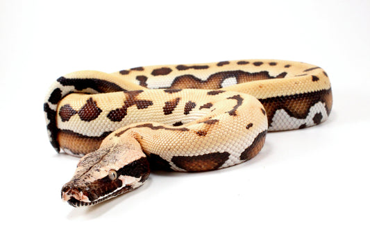 Golden Eye Blood Python