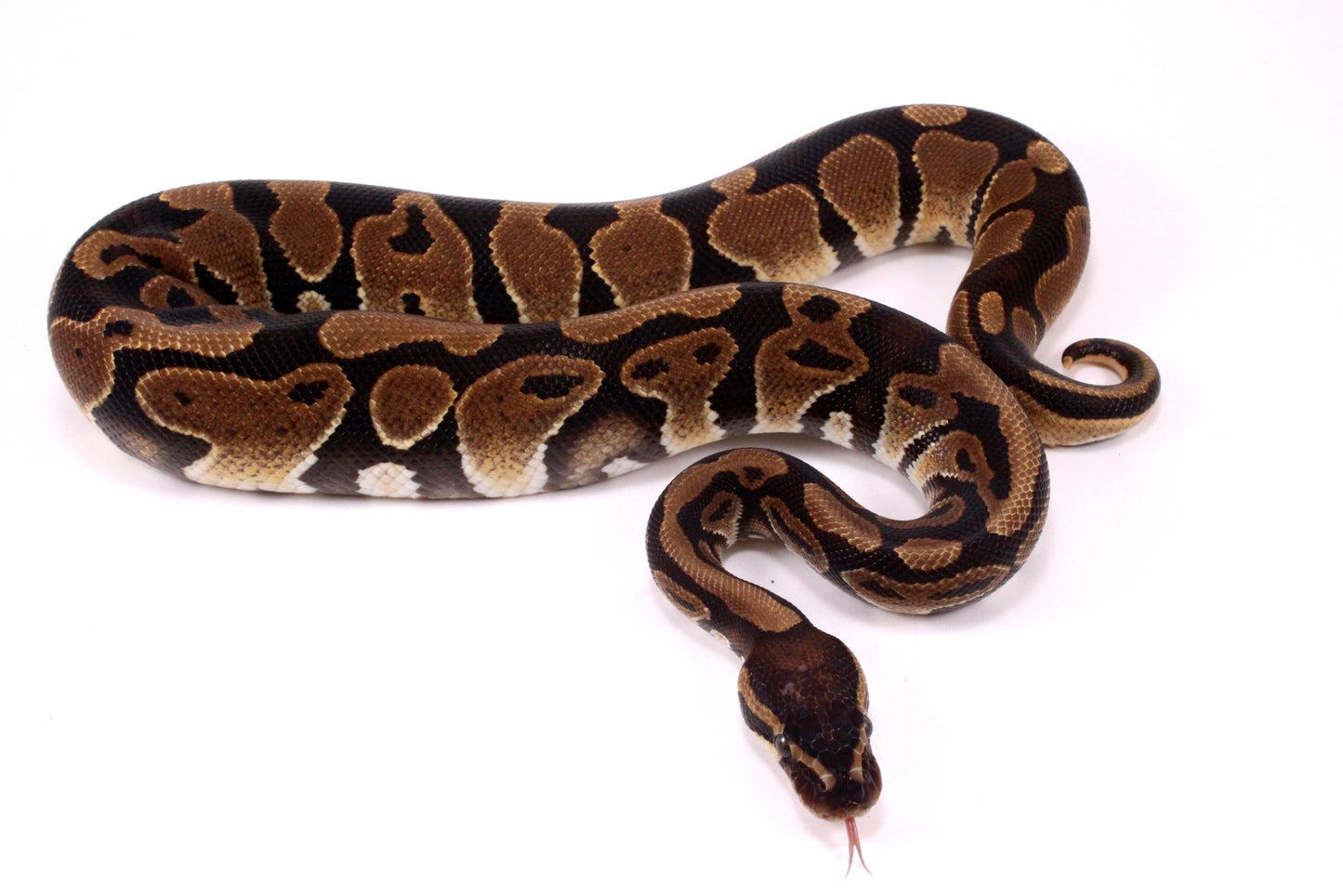Voltan Ball Python