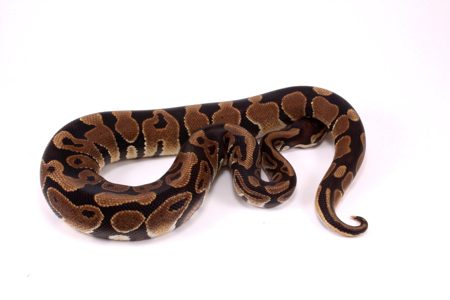 Voltan Ball Python