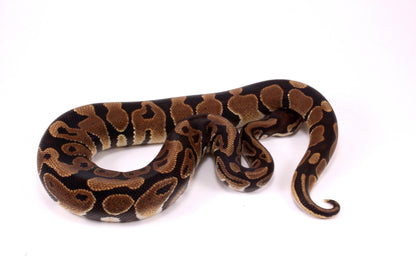 Voltan Ball Python