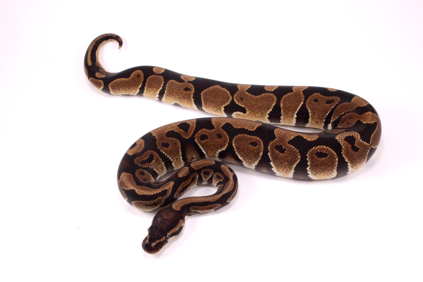 Voltan Ball Python