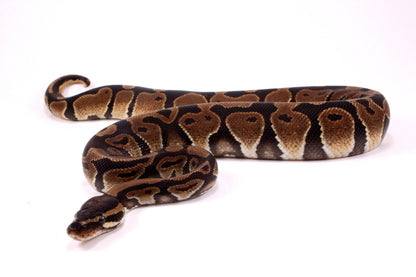Voltan Ball Python