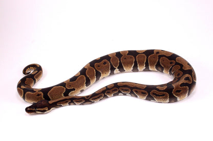 Voltan Ball Python
