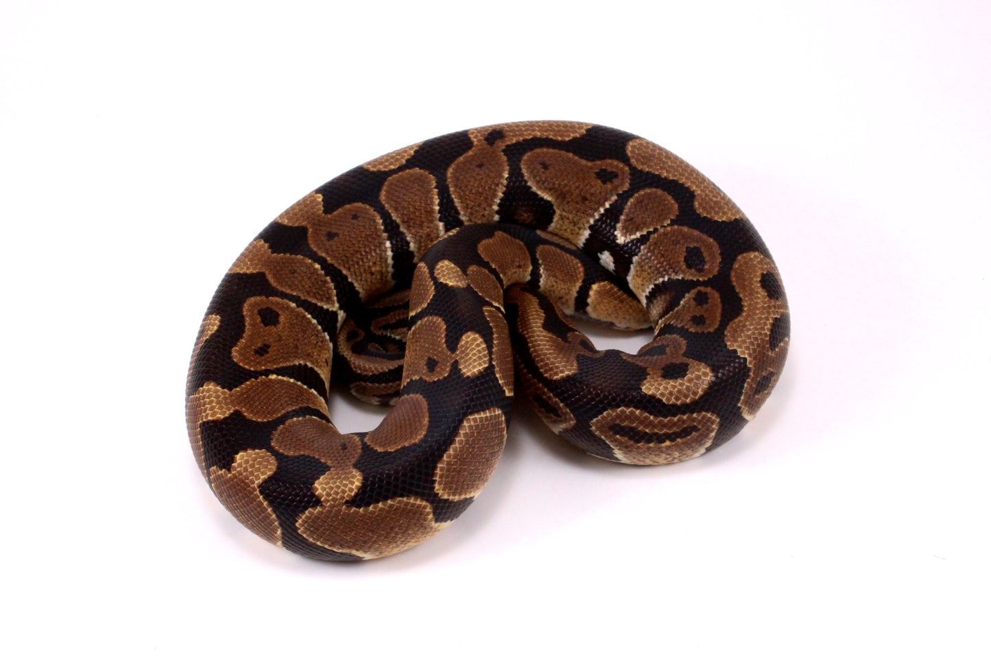 Voltan Ball Python