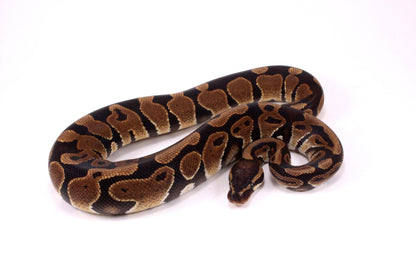 Voltan Ball Python