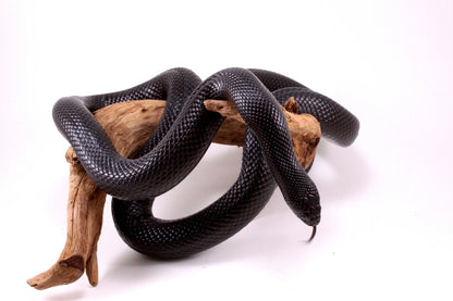 Mexican Black Kingsnake