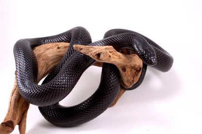 Mexican Black Kingsnake