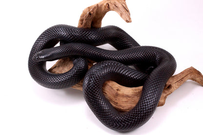 Mexican Black Kingsnake