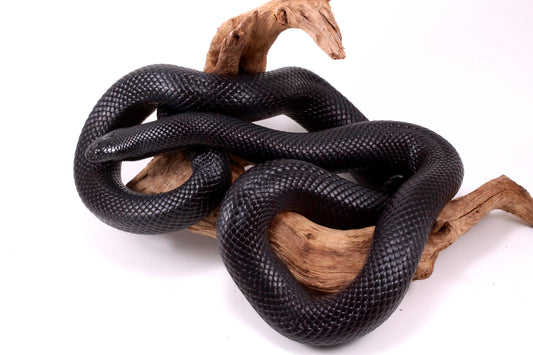 Mexican Black Kingsnake