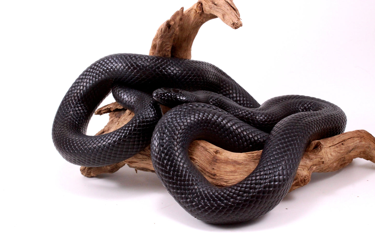 Mexican Black Kingsnake